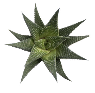 2" Haworthia Limafolia